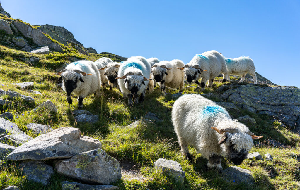 Herde mit Schwarznasen-Schafen auf einer Bergwiese mit Steinbl&ouml;cken