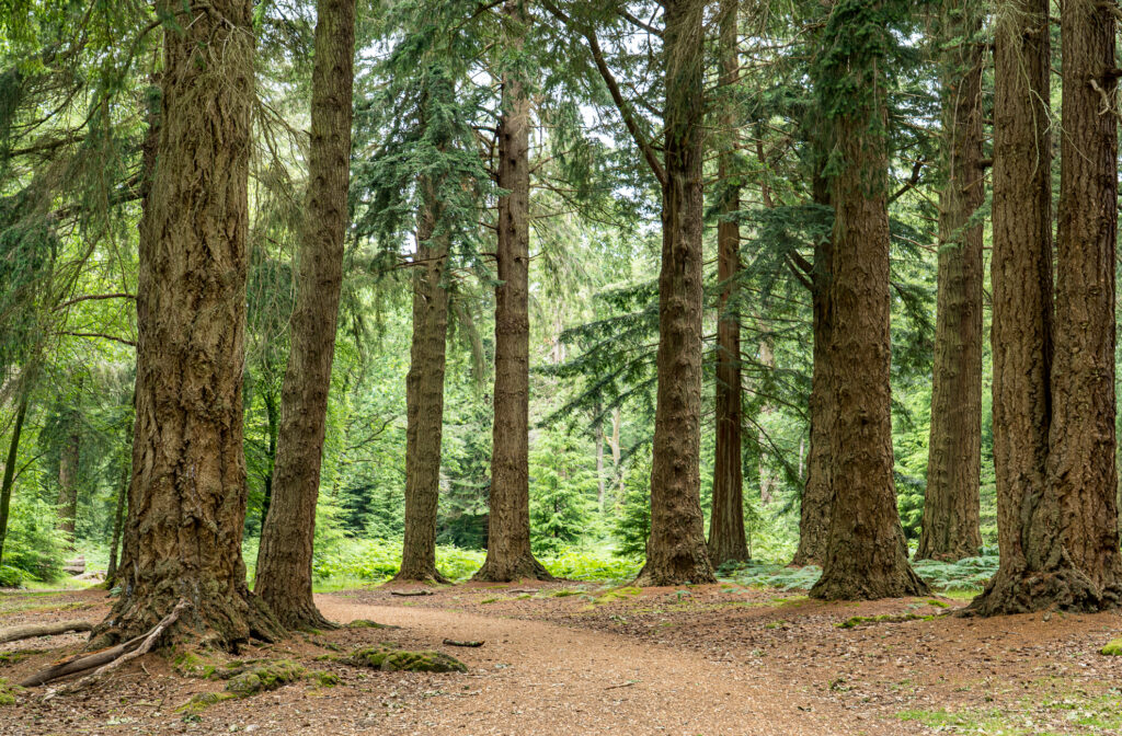 New Forest National Park