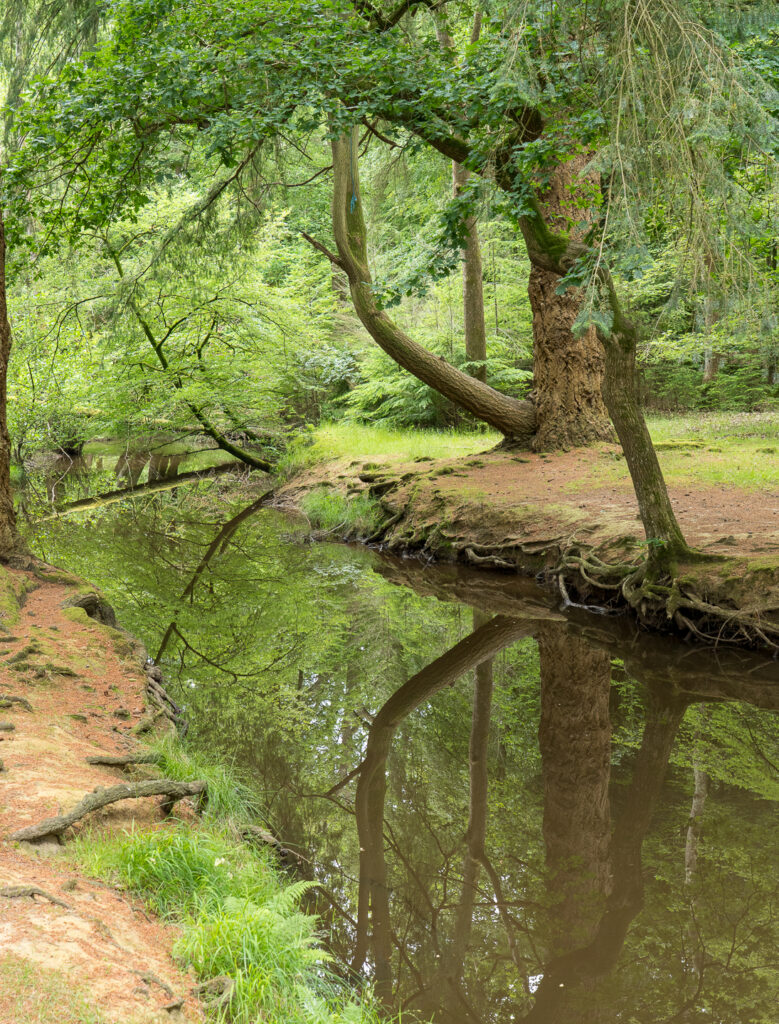 New Forest National Park