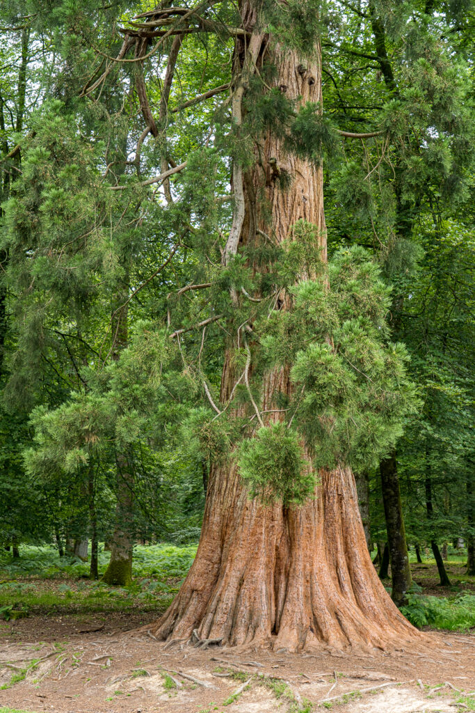 New Forest National Park