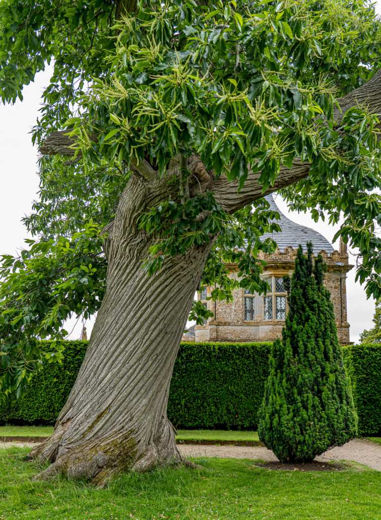Montacute House