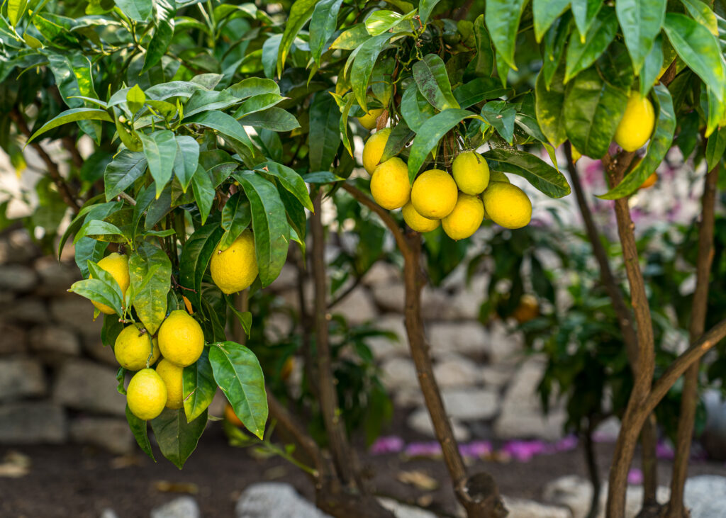 Eden Project
