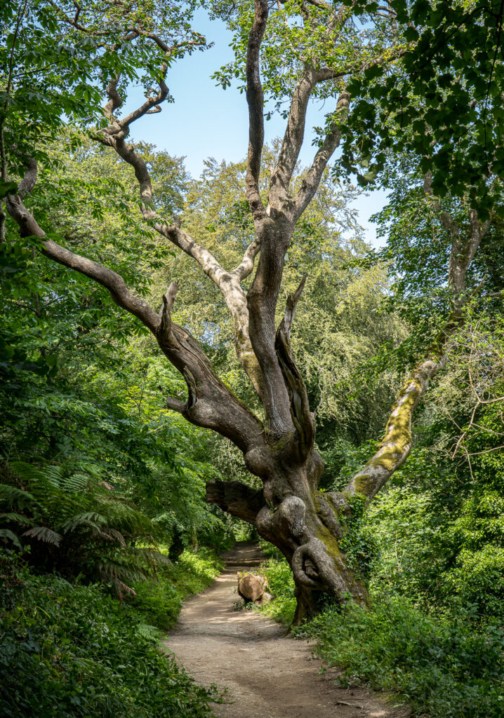 Lost Gardens of Heligan